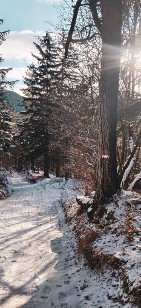 Wanderung, Österreich, Niederösterreich, Enzianhütte, Winter, Kieneck