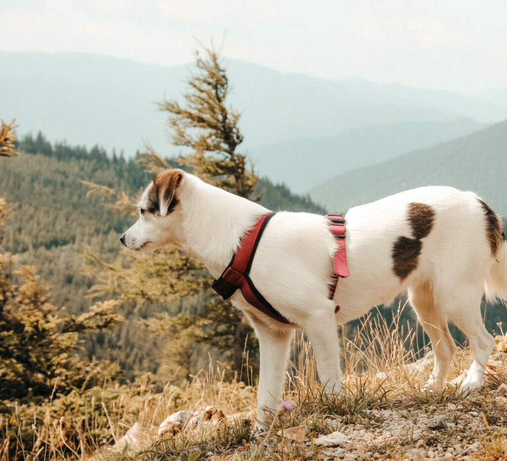 Wandern mit Hund